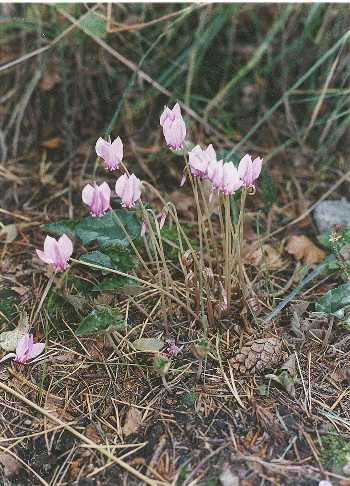 Image of cyclamen