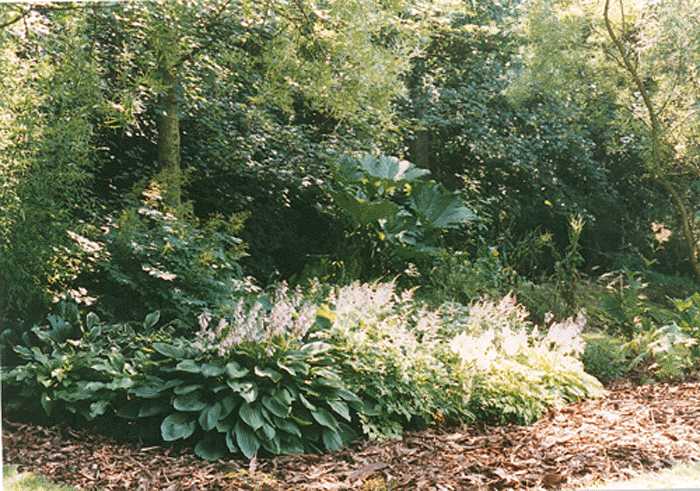 Image of Hostas and Astilbes