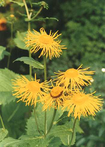 Image of Inulas
