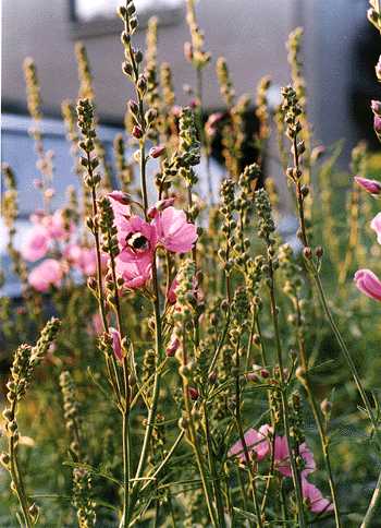 Image of Sidalcea