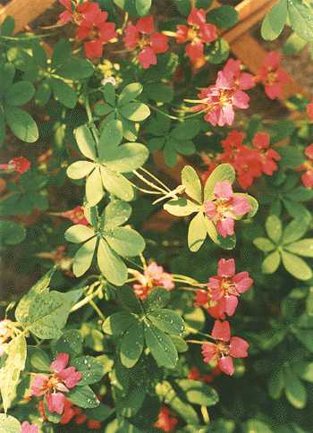 Image of Tropaeolum