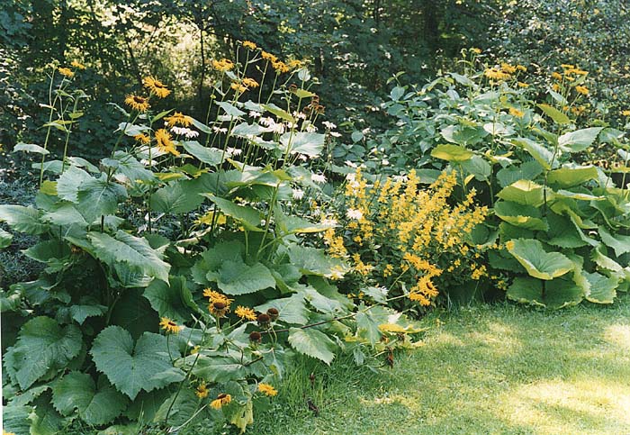 Image of yellow border